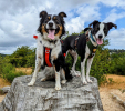 Arnés Pechera Perro Aventurero arneses